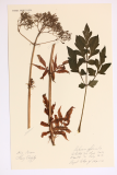 Valeriana officinalis RCPGdnHerbarium  (42).JPG